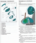 VW Golf VII und Golf VII Variant - ab 11/2012 (aktualisierte Auflage)