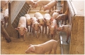 Schweine halten - Das Praxisbuch zur Schweinehaltung