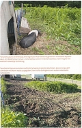 Schweine halten - Das Praxisbuch zur Schweinehaltung