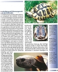 Griechische Landschildkrten - Ihr Hobby
