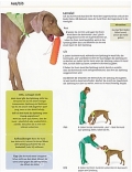 101 Hundetricks: Verblffende Tricks - verblffend einfach!