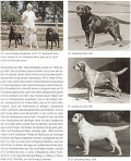 Labrador Retriever: Ursprung - Aufzucht - Erziehung - Pflege