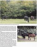 Pferde artgerecht halten: Offenstall - Laufstall - Bewegungsstall